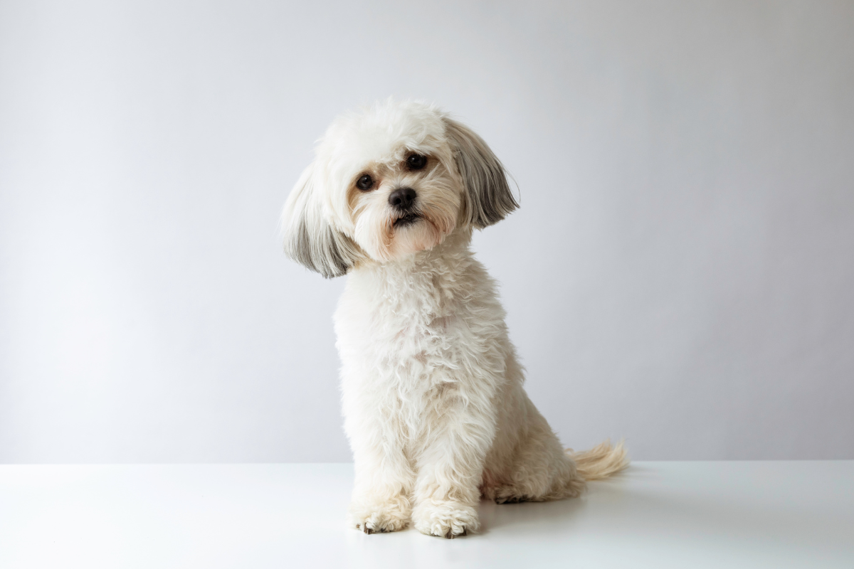 Ilustrační foto; Credit: Canva