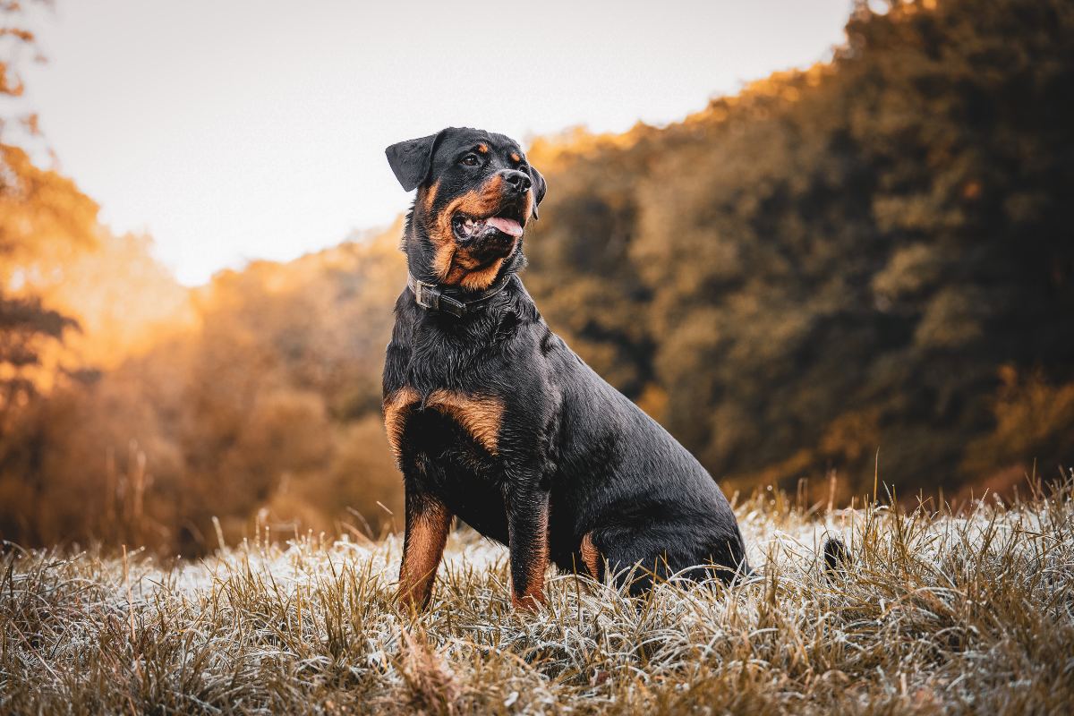 Ilustrační foto; Credit: Canva