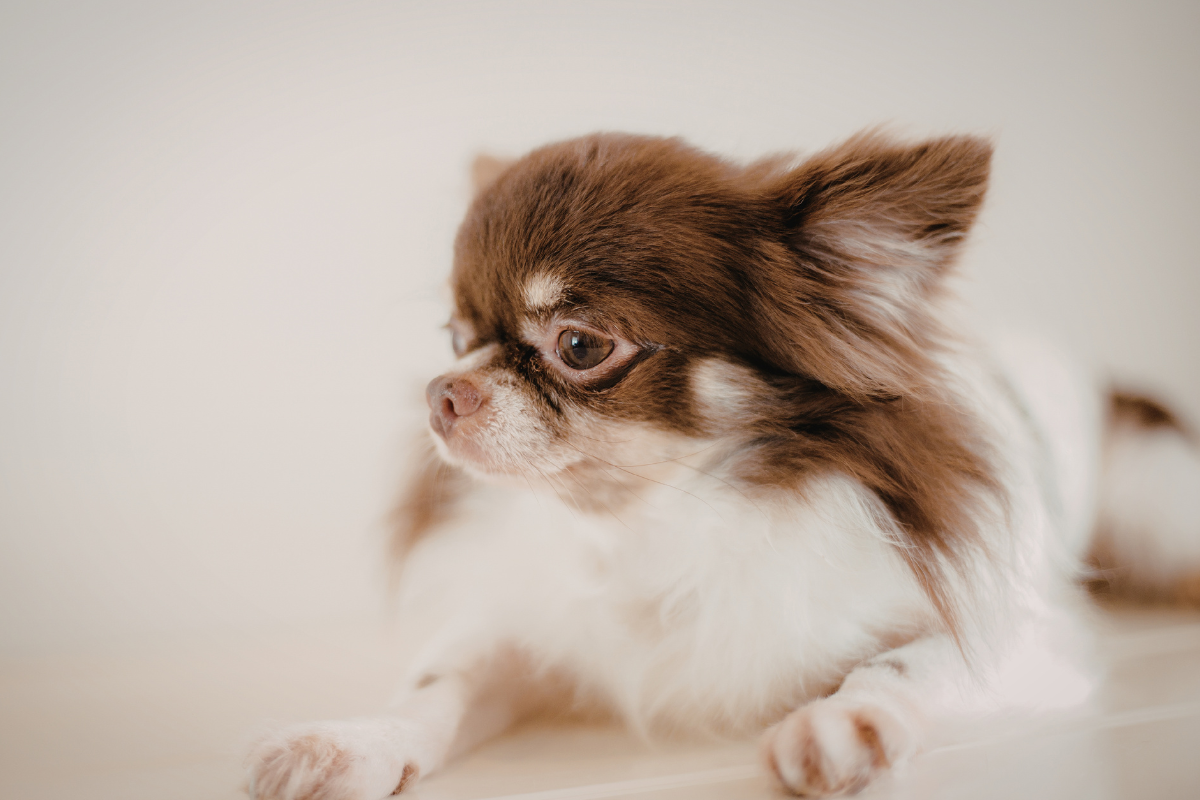 Ilustrační foto; Credit: Canva