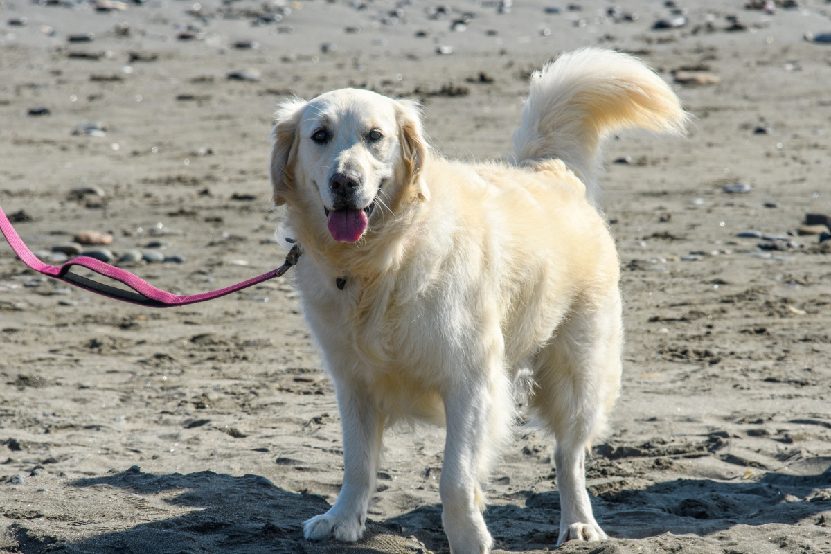 Ilustrační foto; Credit: Canva