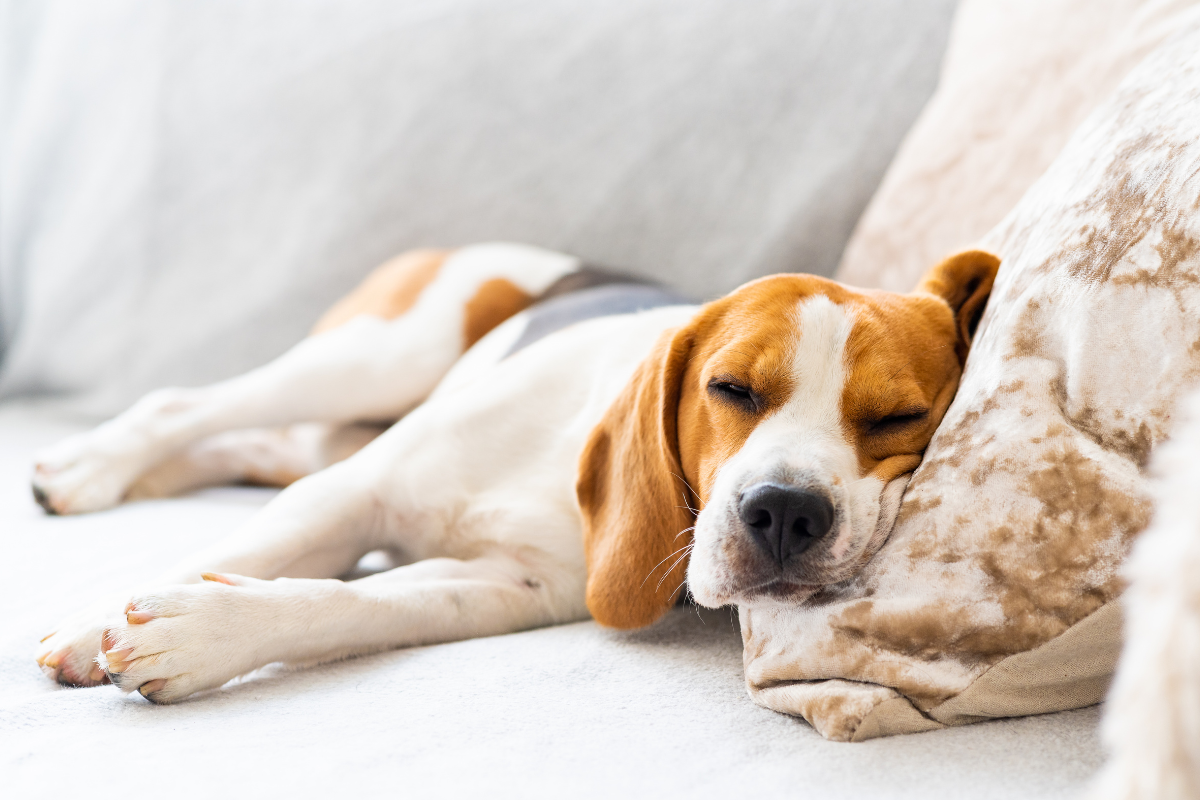 Ilustrační foto; Credit: Canva