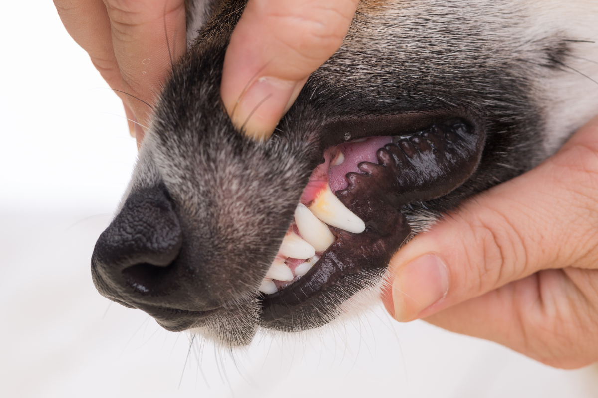 Ilustrační foto; Credit: Canva