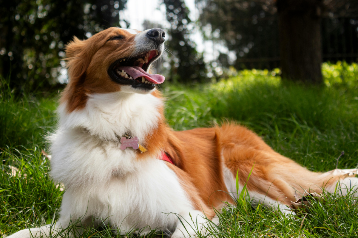 Ilustrační foto; Credit: Canva