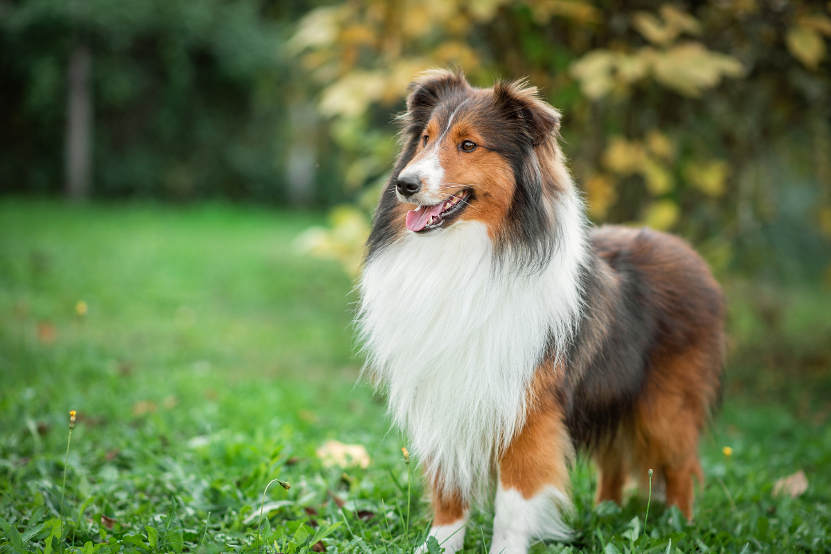 Ilustrační foto; Credit: Canva