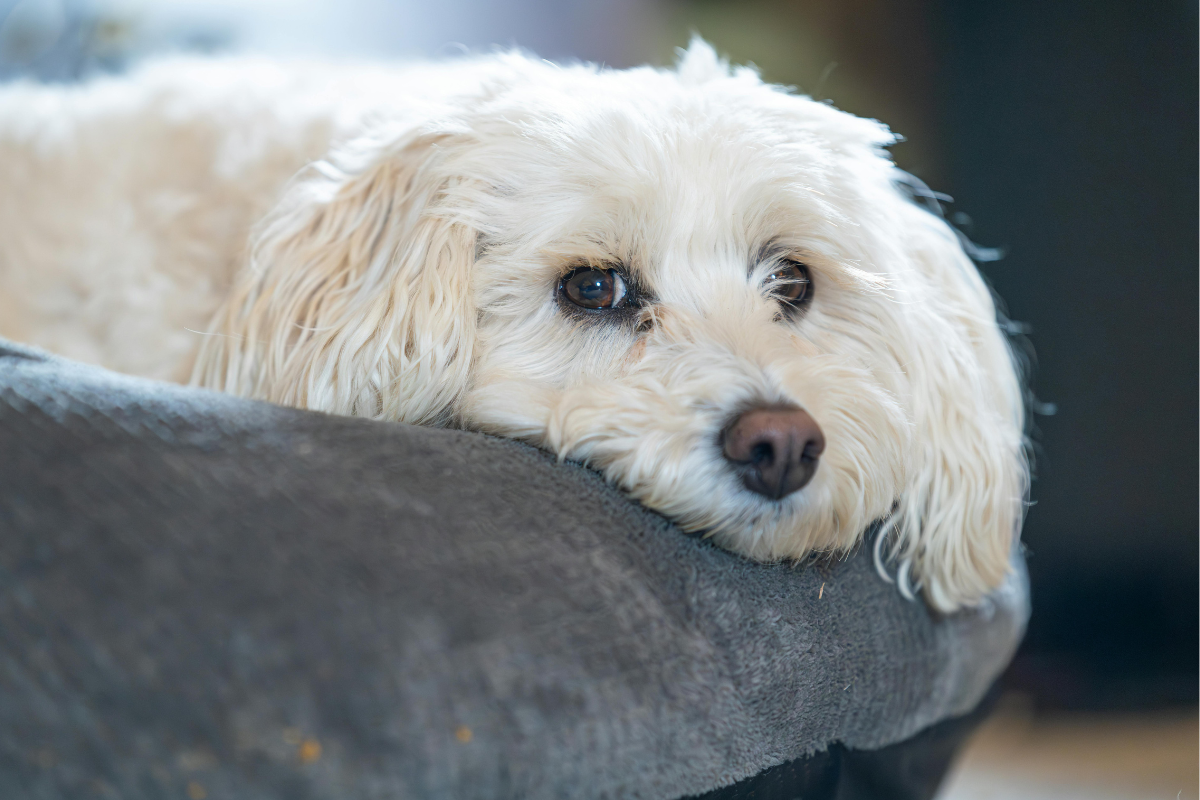 Ilustrační foto; Credit: Canva