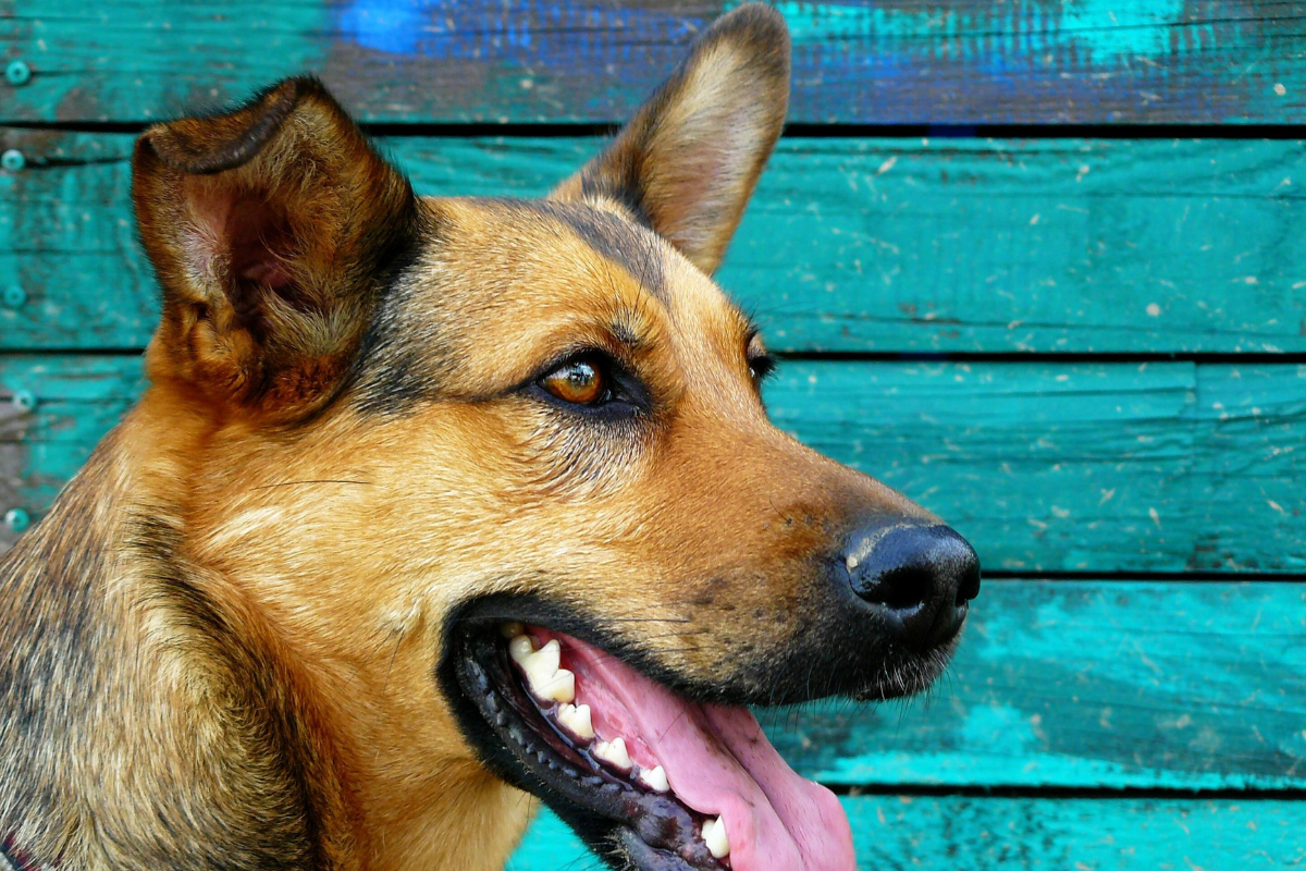 Ilustrační foto; Credit: Canva