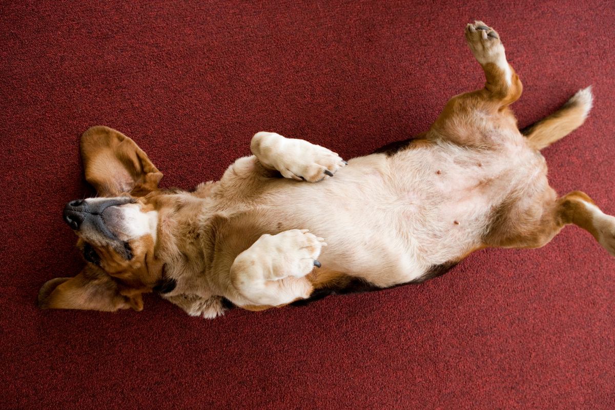 Ilustrační foto; Credit: Canva