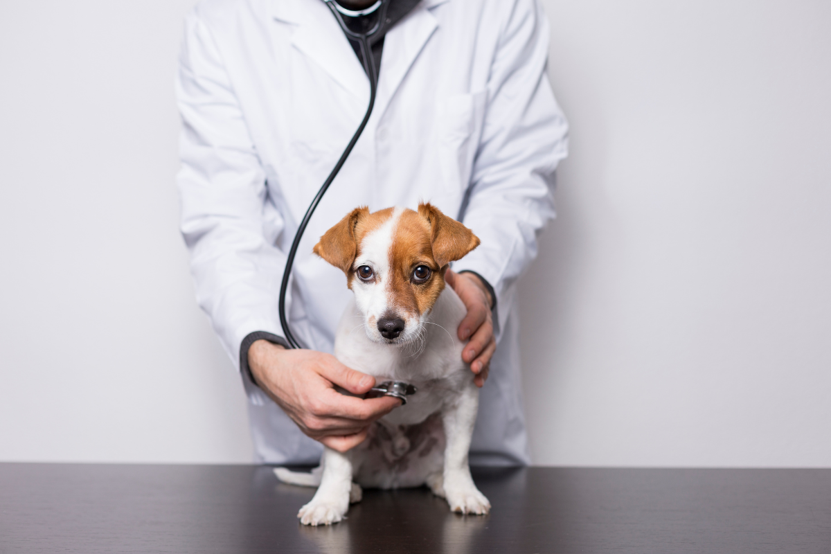 Ilustrační foto; Credit: Canva