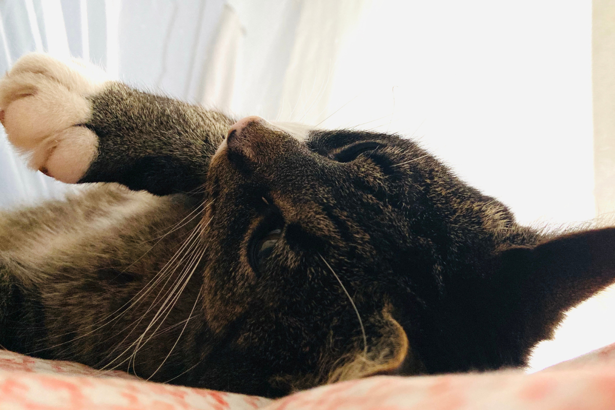 Ilustrační foto; Credit: Canva