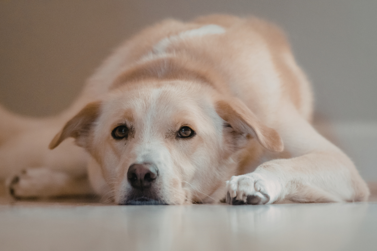 Ilustrační foto; Credit: Canva