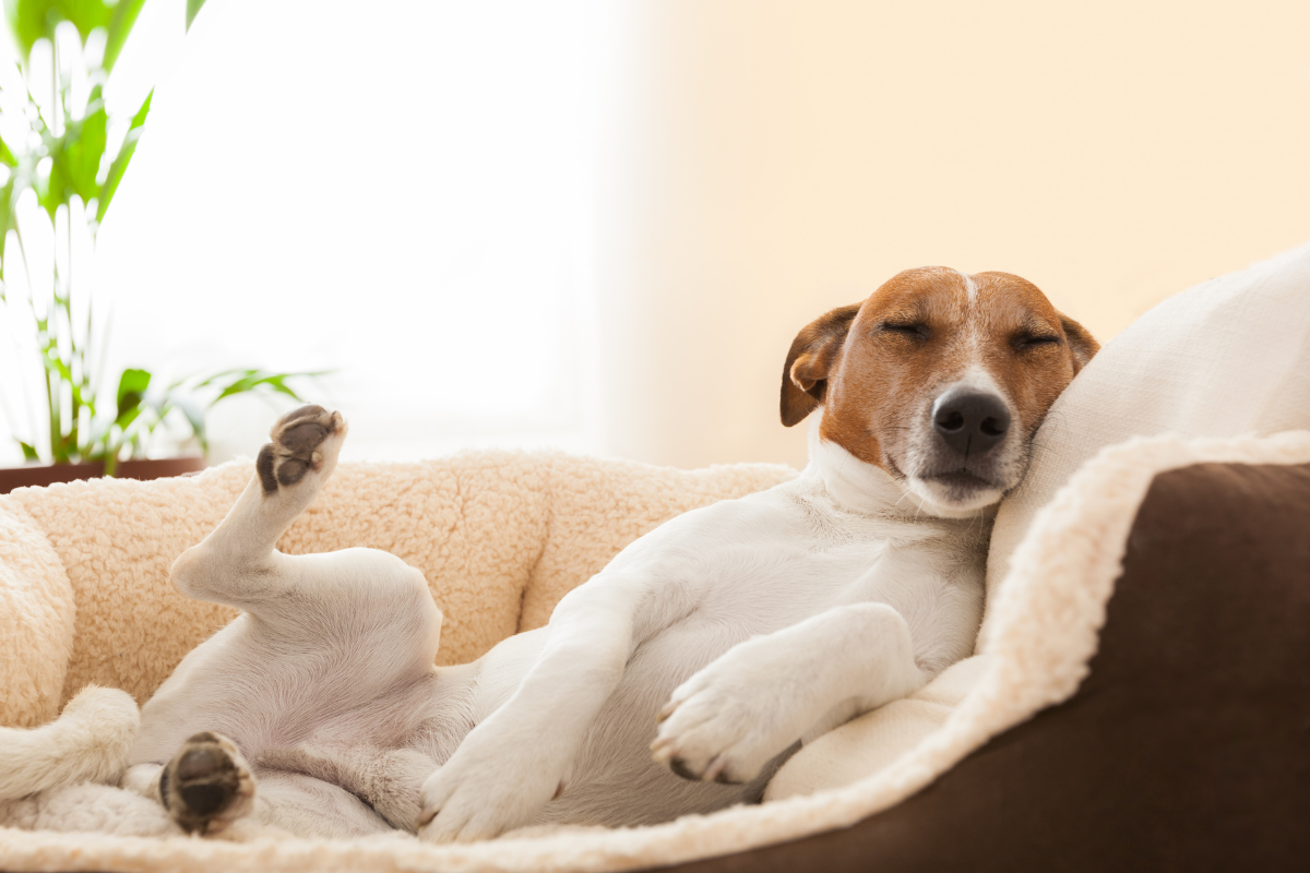 Ilustrační foto; Credit: Canva