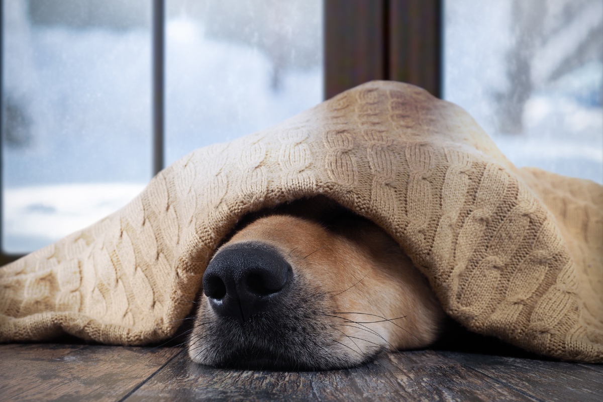 Ilustrační foto; Credit: Canva