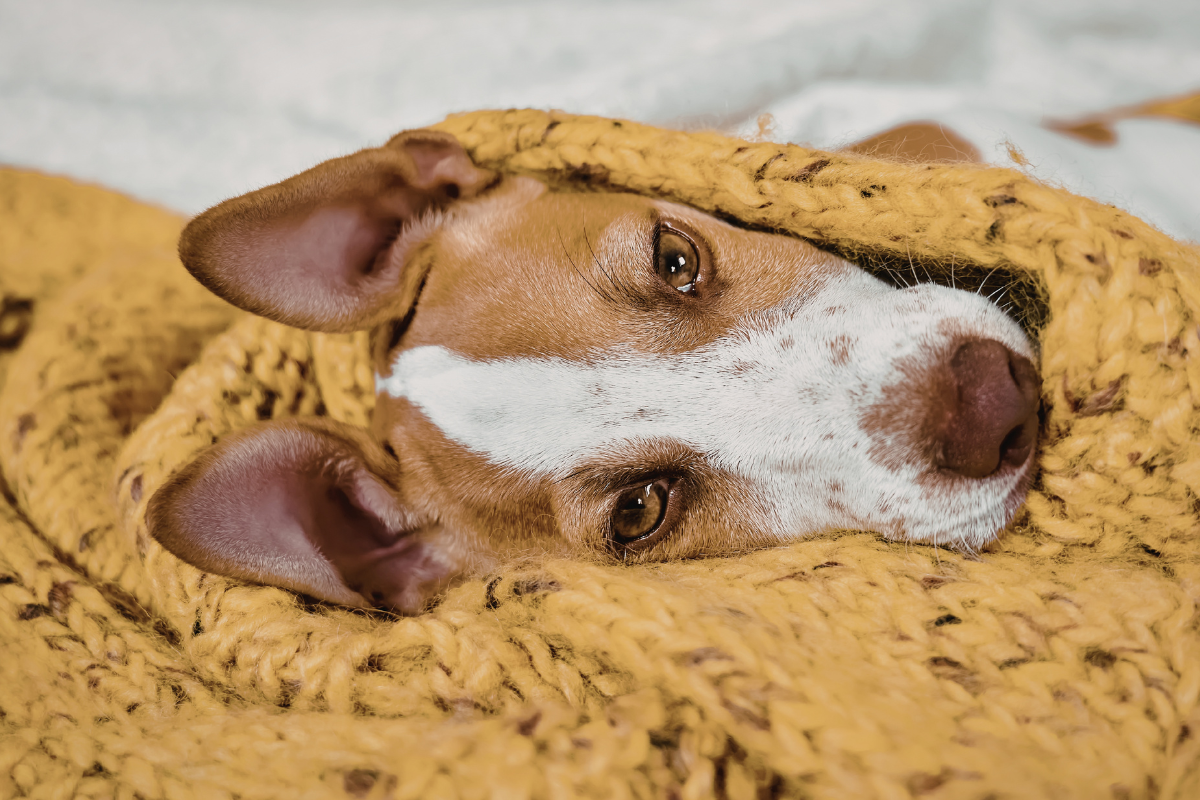 Ilustrační foto; Credit: Canva