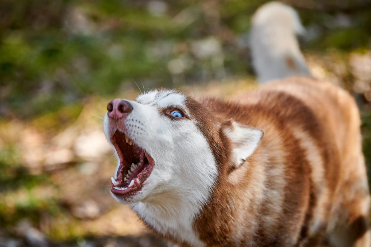 Ilustrační foto; Credit: Canva