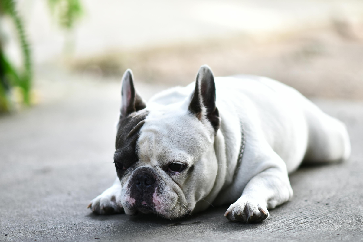 Ilustrační foto; Credit: Canva