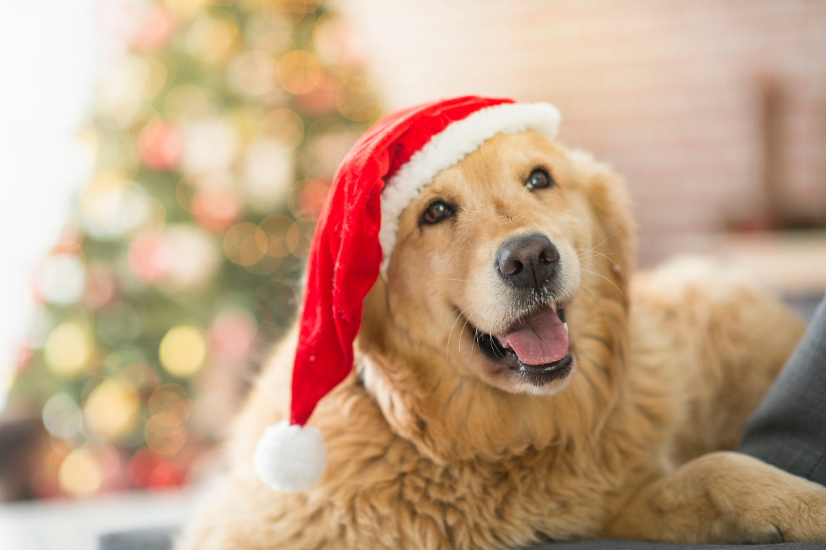 Ilustrační foto; Credit: Canva