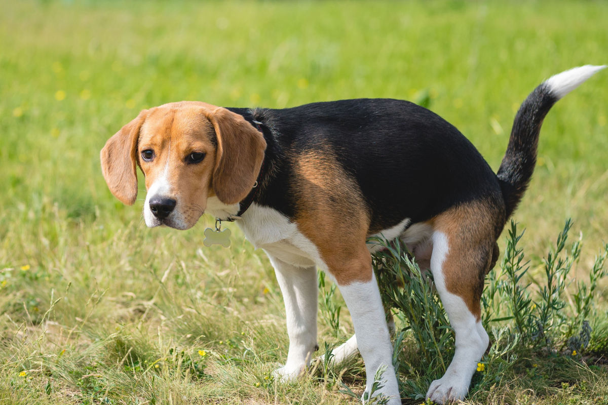 Ilustrační foto; Credit: Canva