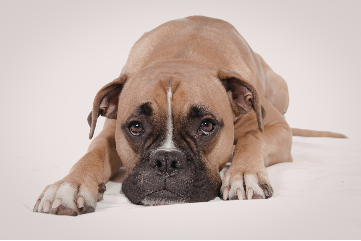 Ilustrační foto; Credit: Canva