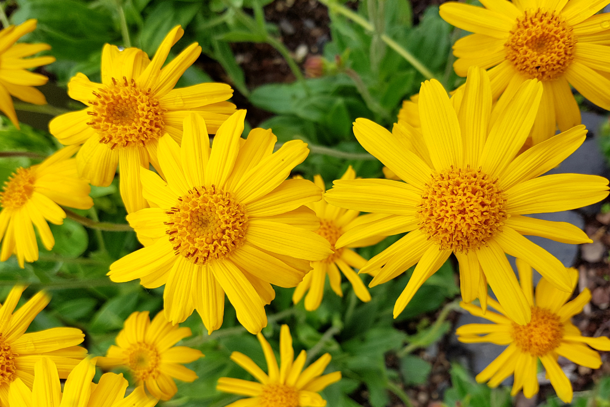 Ilustrační foto; Credit: Canva