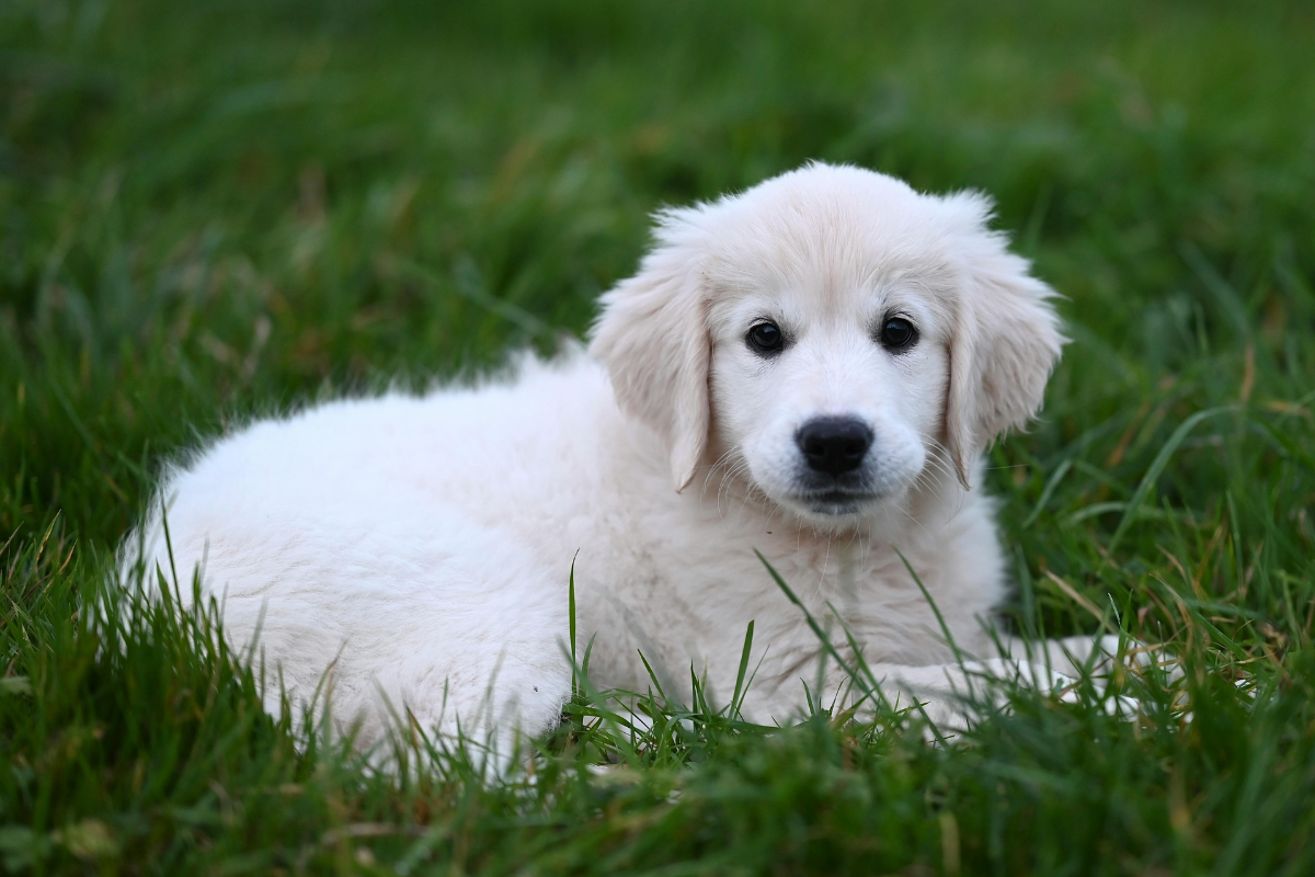 Ilustrační foto; Credit: Canva