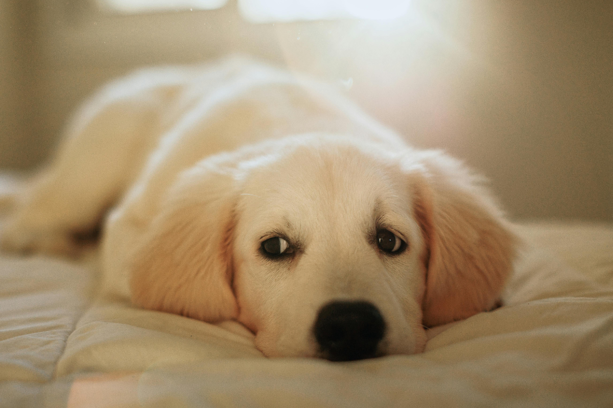 Ilustrační foto; Credit: Canva