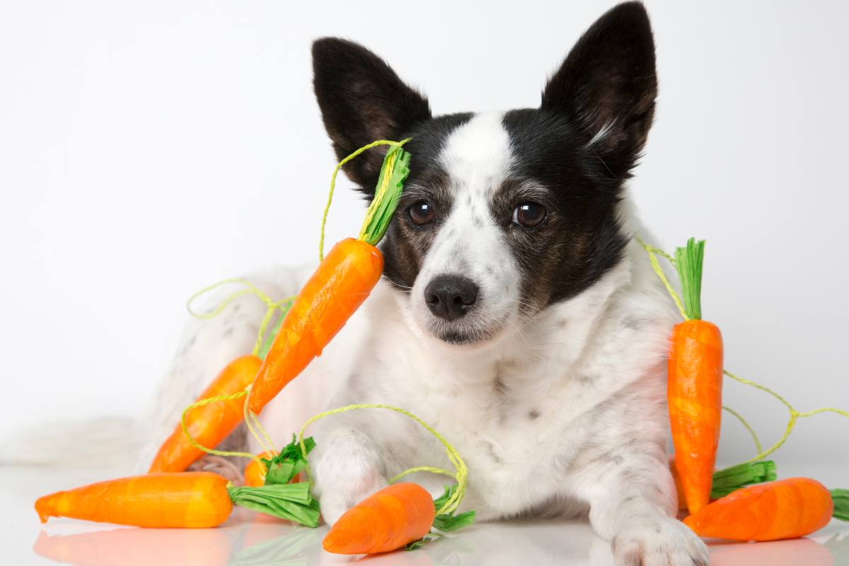 Ilustrační foto; Credit: Canva