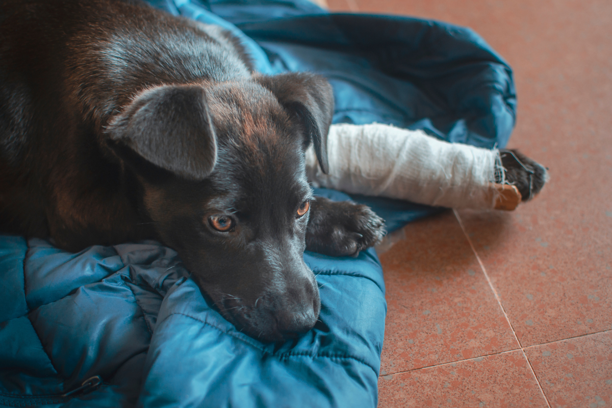 Ilustrační foto; Credit: Canva