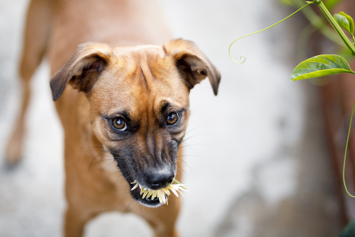 Ilustrační foto; Credit: Canva