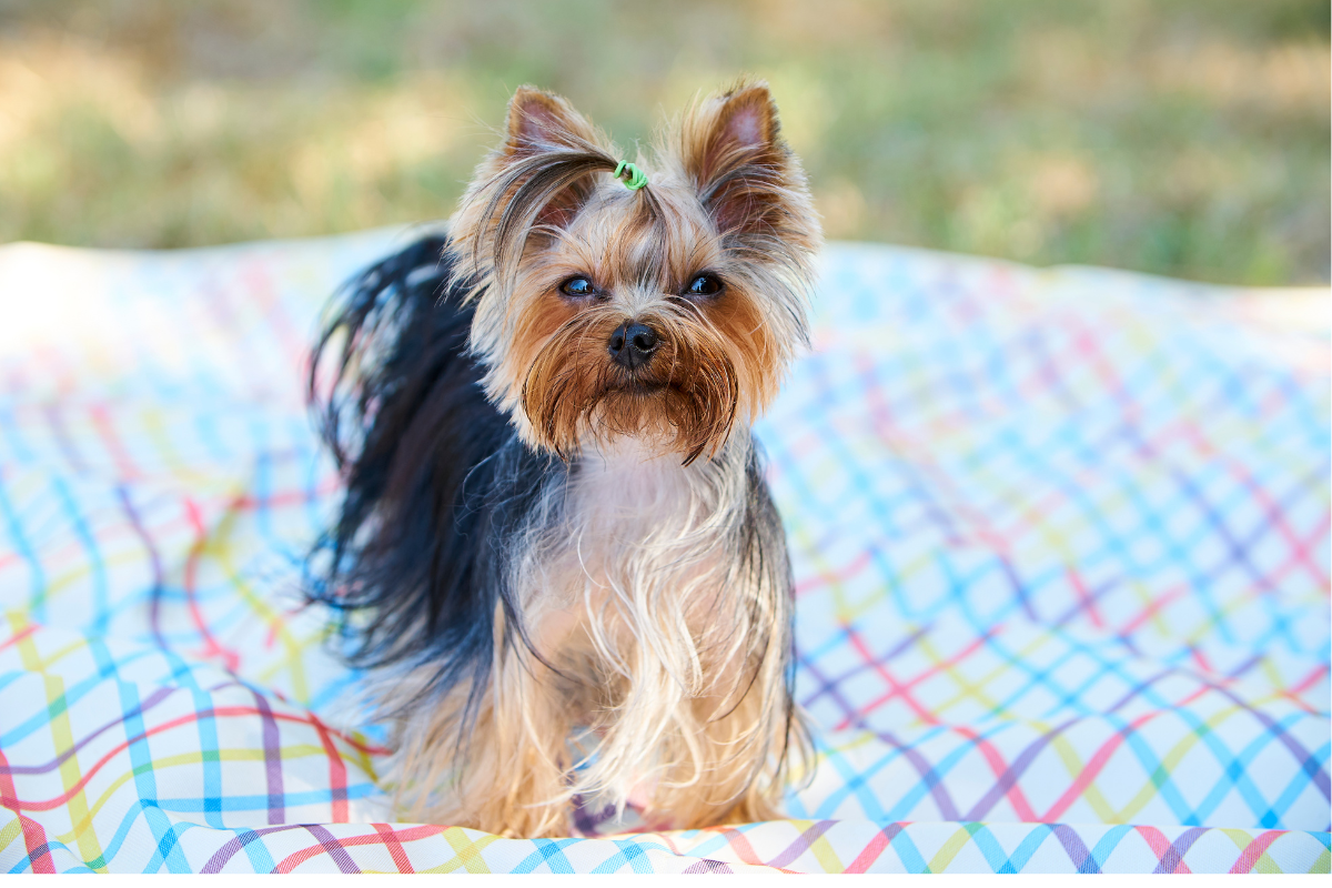 Ilustrační foto; Credit: Canva