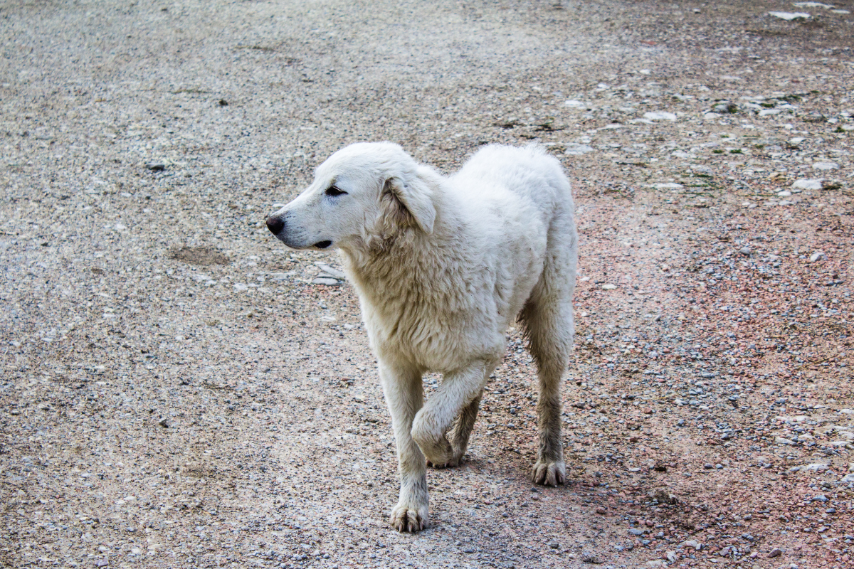 Ilustrační foto; Credit: Canva