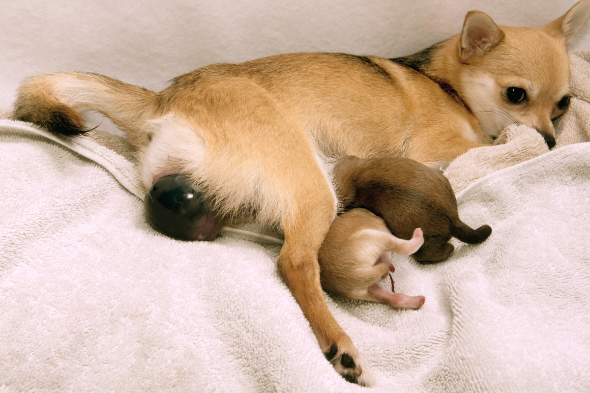 Ilustrační foto; Credit: Canva