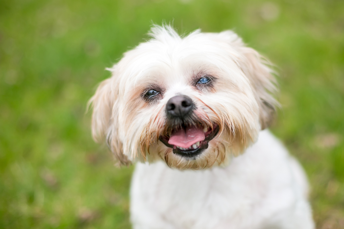 Ilustrační foto; Credit: Canva