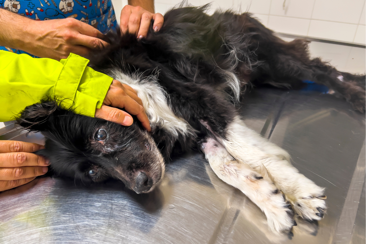 Ilustrační foto; Credit: Canva