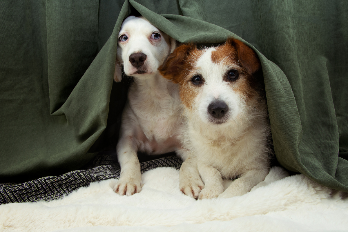 Ilustrační foto; Credit: Canva