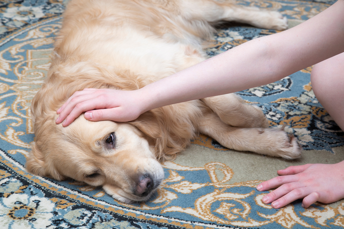 Ilustrační foto; Credit: Canva