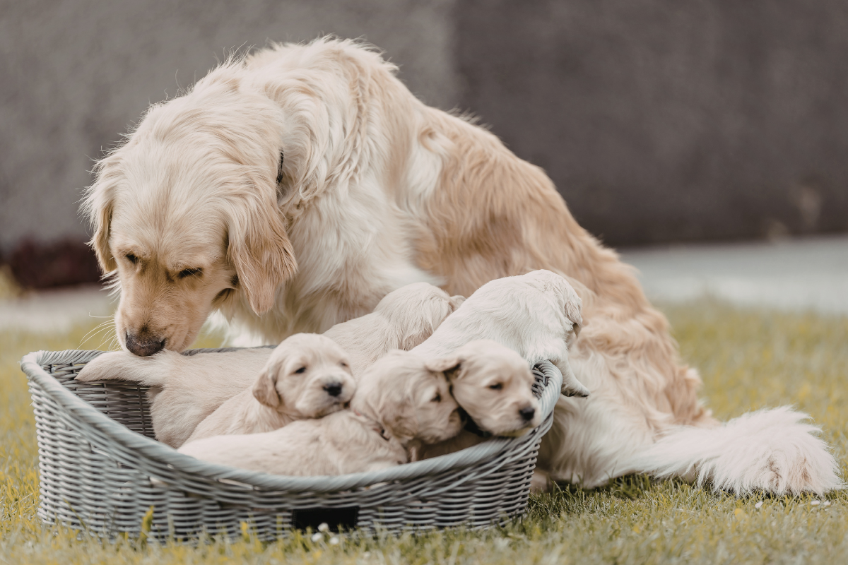 Ilustrační foto; Credit: Canva