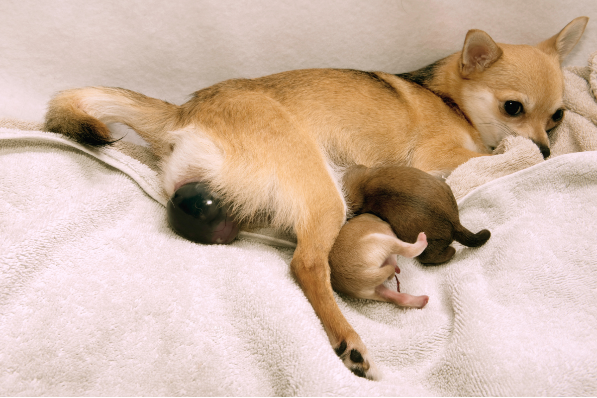 Ilustrační foto; Credit: Canva